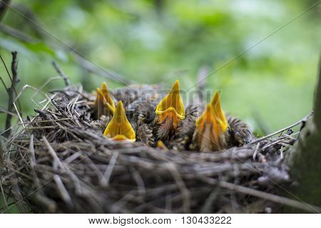 Bird's Nest With Chicks In A Tree.