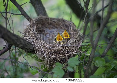 Bird's Nest With Chicks In A Tree.