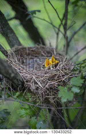 Bird's Nest With Chicks In A Tree.