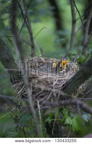 Bird's Nest With Chicks In A Tree.