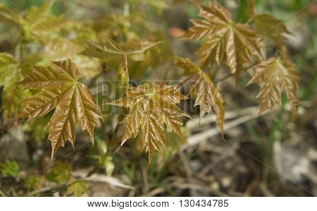maple leaves,young green leaves of trees on thin branches, the wood, the nature, yellow and
red leaves,