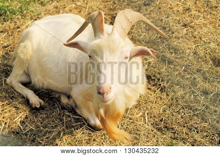 Goat in the farm house, a beautiful billygoat