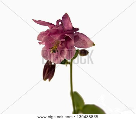 Beautiful pink flowers Aquilegia with thin stems on an isolated white background