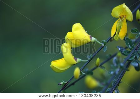 Flowers of a German Greenweed bush Genista germanica