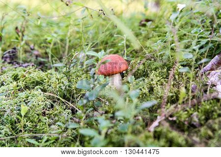 Mushrooms and berries moss and lichen including grass leaves and trees.