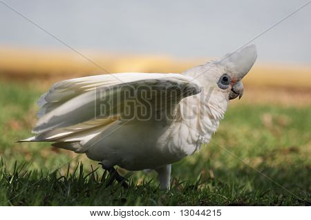 Гологлазый какаду (cacatua Sanguinea)