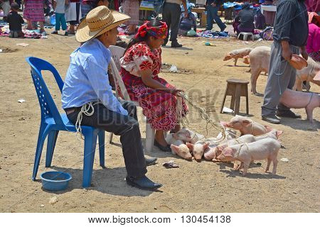 QUETZALTENANGO GUATEMALA APRIL 28 2016 : People sale pigs in Quetzaltenango maket. This native market is the most colorful in Central America