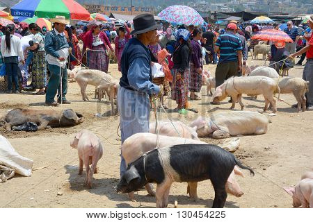 QUETZALTENANGO GUATEMALA APRIL 28 2016 : People sale pigs in Quetzaltenango maket. This native market is the most colorful in Central America