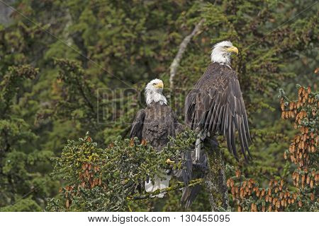 Two Bald Eagles in a Spruce Tree in the Valdez Arm of Prince William Sound in Alaska