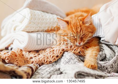 Cute ginger cat sleeps on a pile of knitted clothes. Warm knitted sweaters and scarfs are folded in heaps. Fluffy pet is dozing among cardigans. Cozy home background.