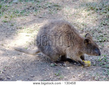 Quokka