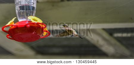 Ruby throated hummingbird (Archilochus colubris) in springtime at a sweet water nectar feeder.