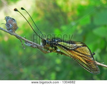 Insetto Neuropterous (Ascalafidi)