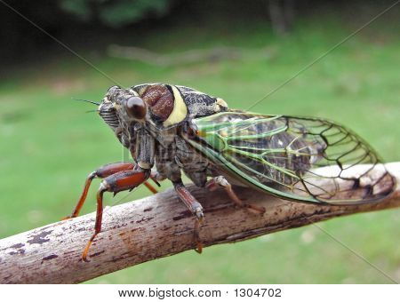 Cicala (Cicadetta Pellosoma)