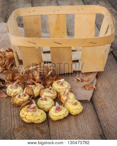 Gladiolus bulbs before planting on a wooden table