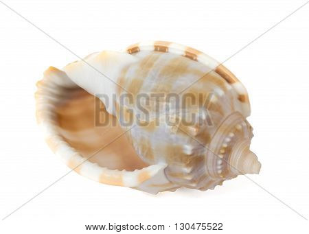 Big sea shell isolated on white background