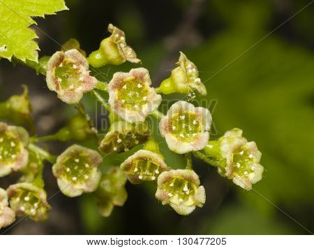 Flowers of red currant Ribes rubrum on branch with bokeh background macro selective focus shallow DOF