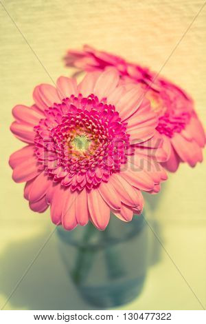 pink gerbera in water in glass .