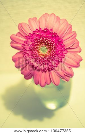 pink gerbera in water glass . .