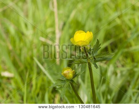 Wild globeflower Trollius europaeus bloom with bokeh background close-up selective focus shallow DOF