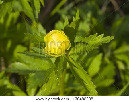Wild globeflower Trollius europaeus bloom with bokeh background close-up selective focus shallow DOF