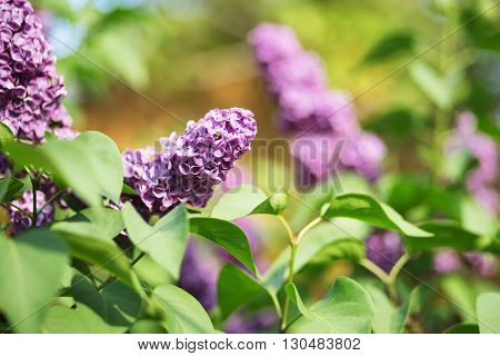 Branch Of Lilac Flowers With The Leaves.