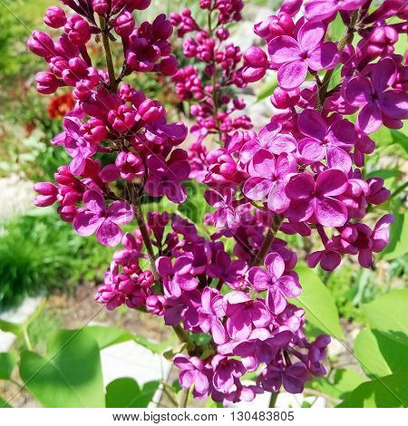 Branch Of Lilac Flowers With The Leaves.