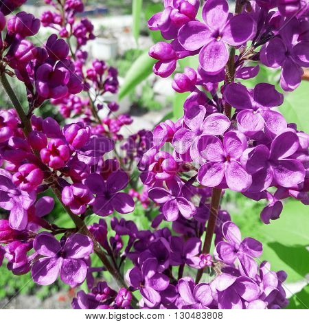 Branch Of Lilac Flowers With The Leaves.