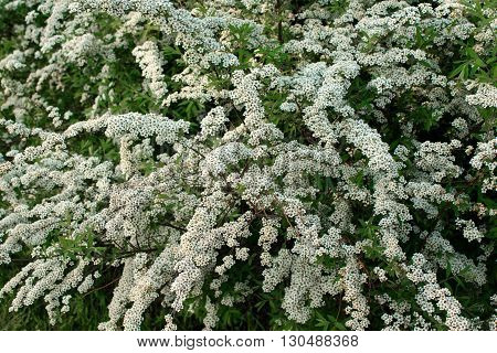 Shrub with small white flowers blooming in spring