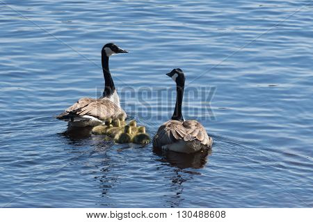 Couple of canadian geese with herd of baby geese swimming in lake