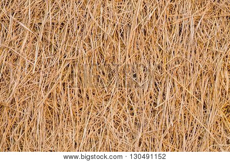 Close up the pattern of rice straw. After harvest season.