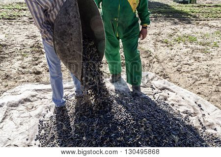 Jaen Spain - January 2 2016: Two farmers unload olives in a heap on the floor during the winter in January take in Jaen Spain