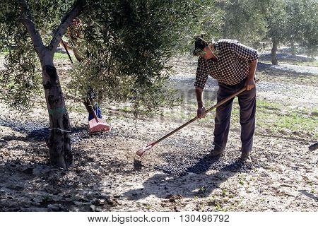 Jaen Spain - January 2008 23: Farmer during the campaign of olive in a field of olive trees farmer accumulating olives with a rake take in Jaen Spain
