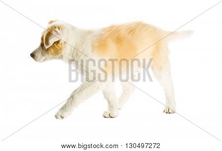 Ee red Border Collie puppy. Young dog isolated on white background.