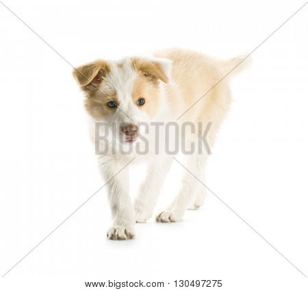 Ee red Border Collie puppy. Young dog isolated on white background.