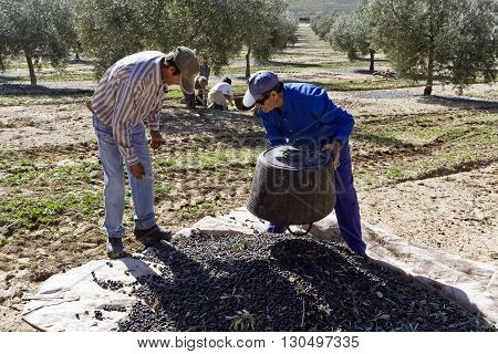 Jaen Spain - January 2 2016: Two farmers unload olives in a heap on the floor during the winter in January take in Jaen Spain