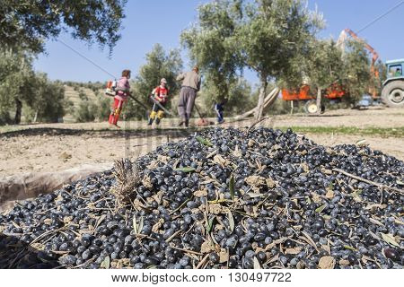 Jaen Spain - January 2008 23: Farmer during the campaign of olive in a field of olive trees farmer accumulating olives with a rake take in Jaen Spain