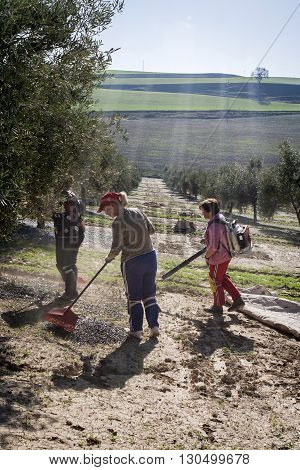 Jaen Spain - January 2008 23: Agricultural women during the olive compilation campaign glass-blowers handle machines to accumulate the fruit in heaps take in Jaen Spain