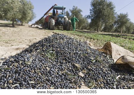 Jaen Spain - January 2008 23: Olives accumulated in a sack in the soil during the compilation of the olive campaign in winter take in Jaen Spain
