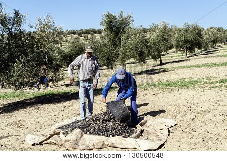 Jaen Spain - January 2 2016: Two farmers unload olives in a heap on the floor during the winter in January take in Jaen Spain