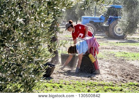 Jaen Spain - January 2008 23: Women farmers during the campaign of olive in a field of olive trees drag the olives in a basket from the floor take in Jaen Spain