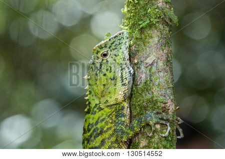 Green Lizard , Close up with a beautiful lizard , Close up view of a cute green Lizard on the wild