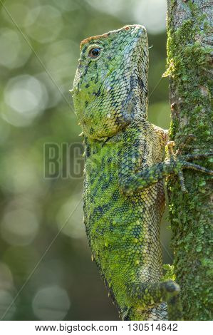 Green Lizard , Close up with a beautiful lizard , Close up view of a cute green Lizard on the wild
