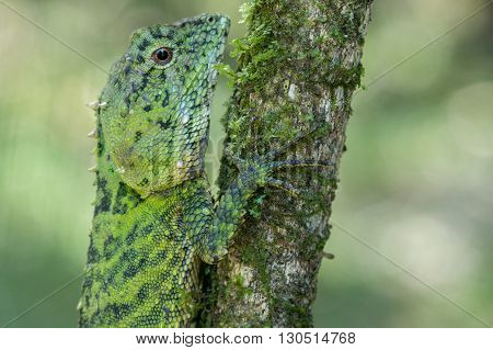 Green Lizard , Close up with a beautiful lizard , Close up view of a cute green Lizard on the wild
