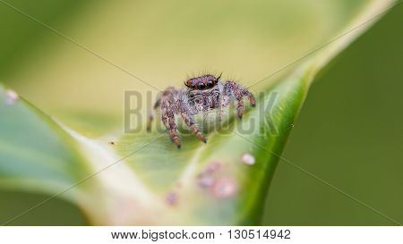 Jumping Spider / Macro Shot Of Jumping Spider of Borneo / Jumping Spider of Borneo