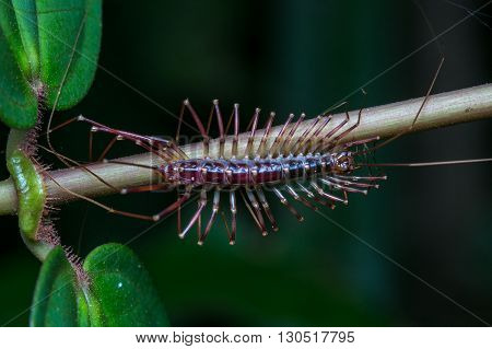 A Centipede with Multiple Legs , beautiful Cantipede