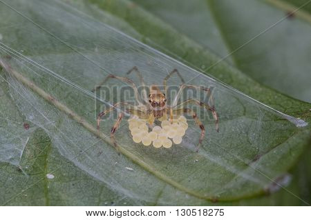 Jumping Spider with Eggs., Jumping Spider of Borneo with egg sac,