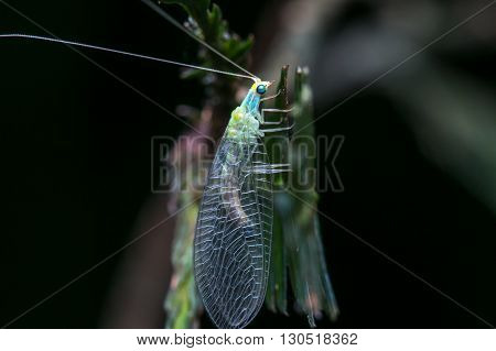 Green Lacewing , Macro of Green Lacewing