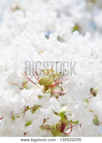 White Lagerstroemia Indica Flower