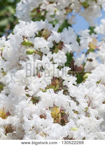 White Lagerstroemia Indica Flower